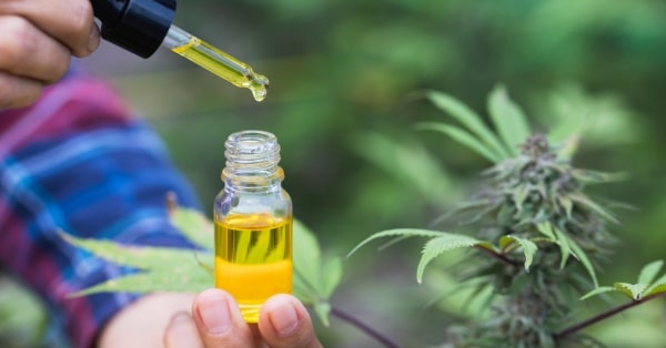שמן CBD