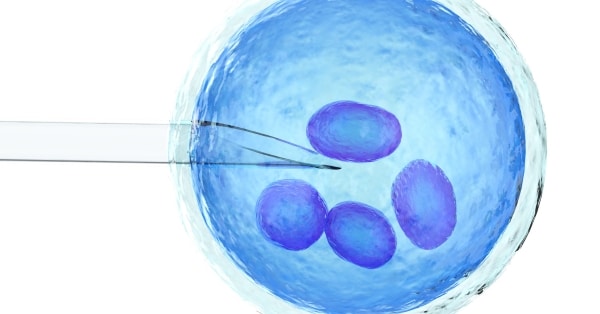 הבנת הפריה חוץ גופית (IVF) – תהליך, שיעורי הצלחה וסיכונים
