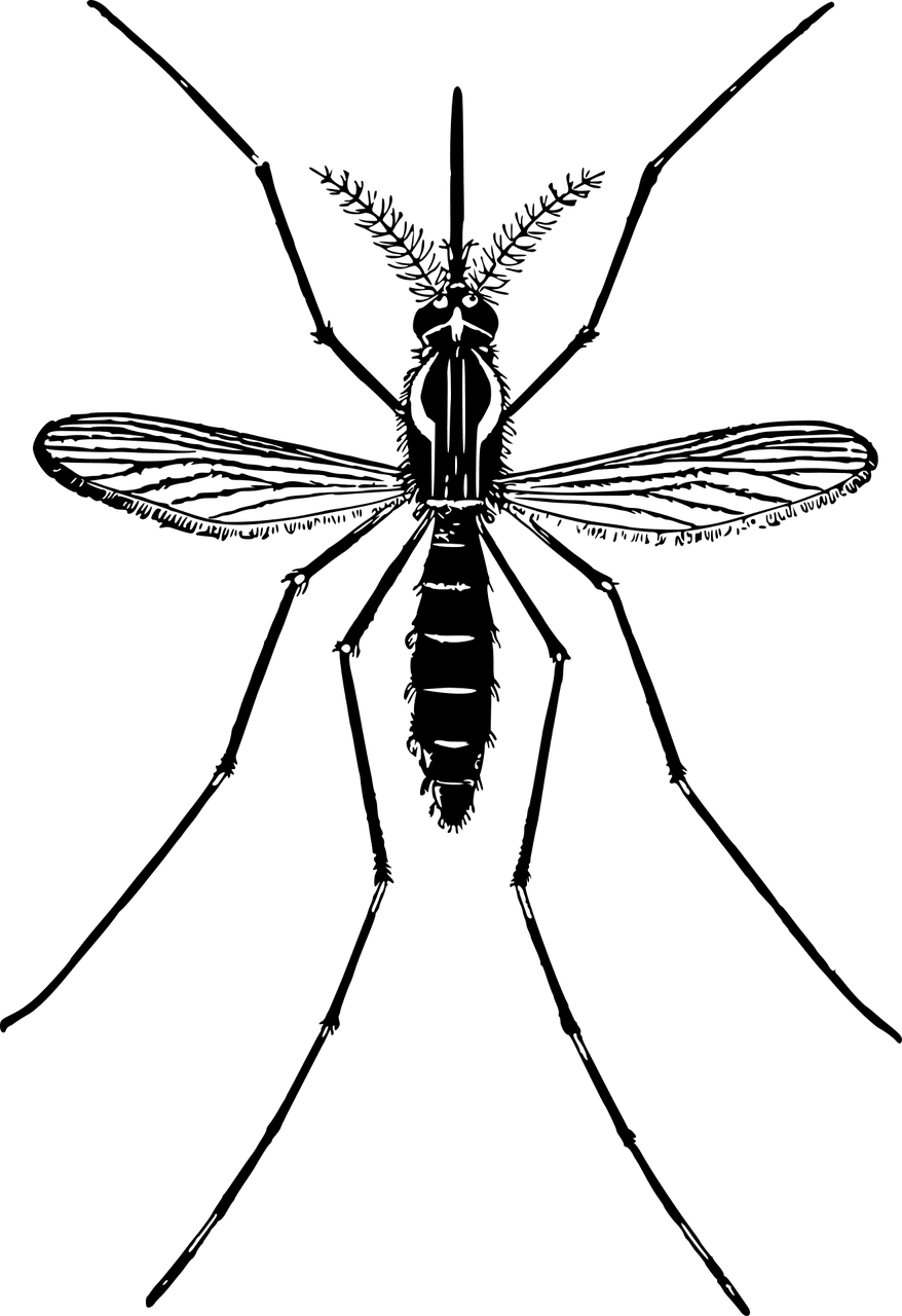 יתוש